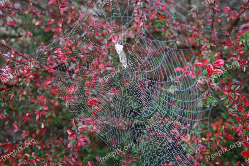 Spiderweb Web Frost Australia Red Berries