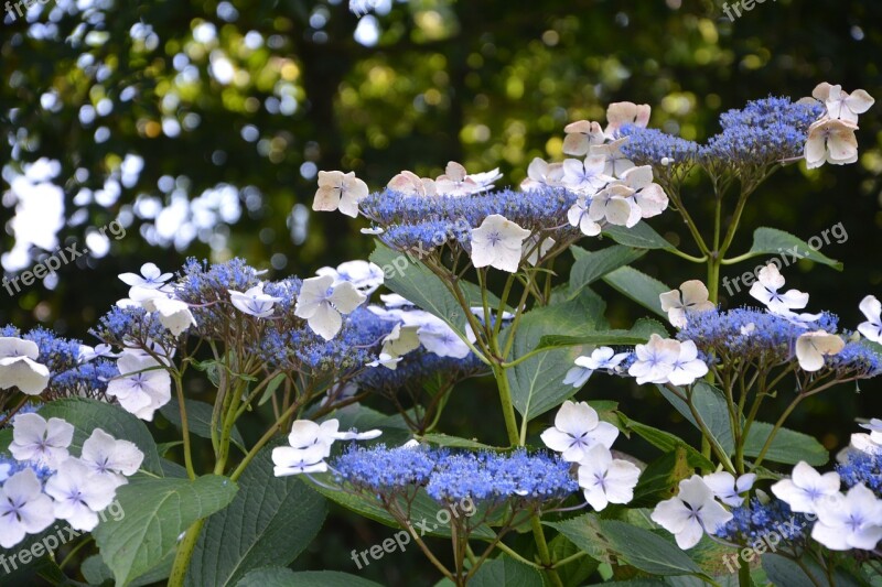 Flowers Small Flowers Flowering Garden Nature