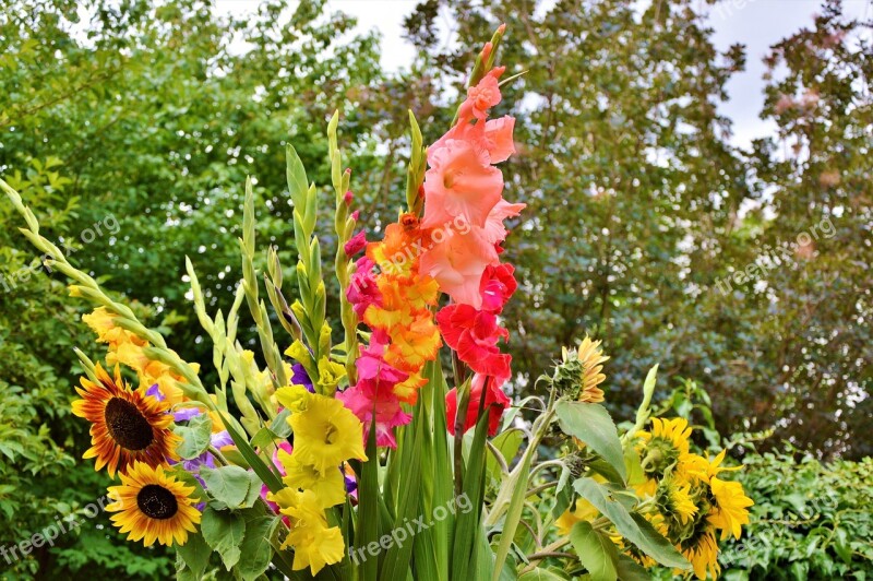 Gladiolus Gladidus Butterfly Greenhouse Sword Flower Bouquet Of Flowers