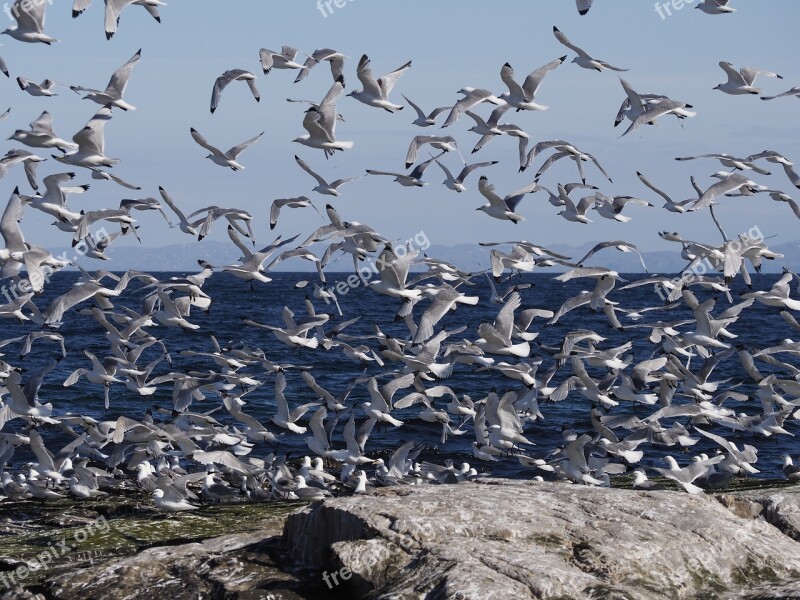 Birds Sea Seagull Wings Nature