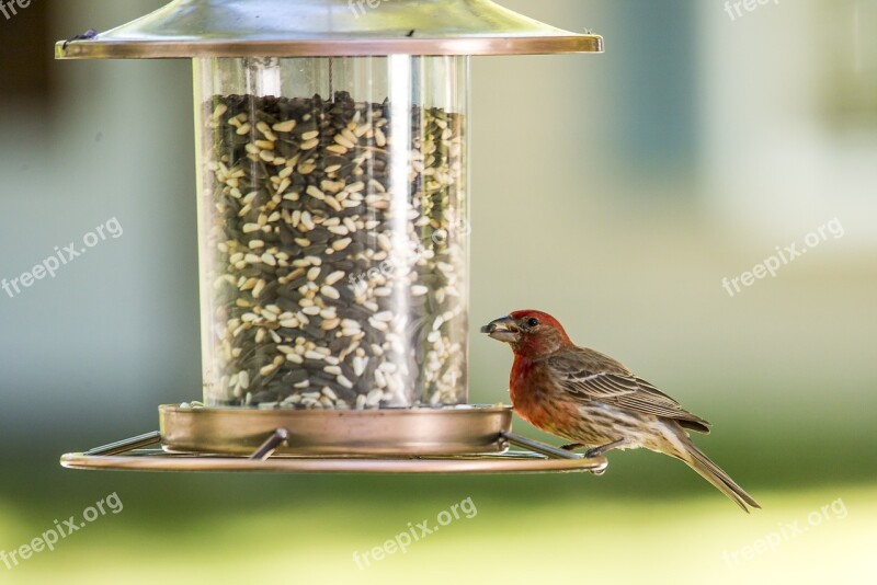 House Finch Bird Red Finch Wildlife