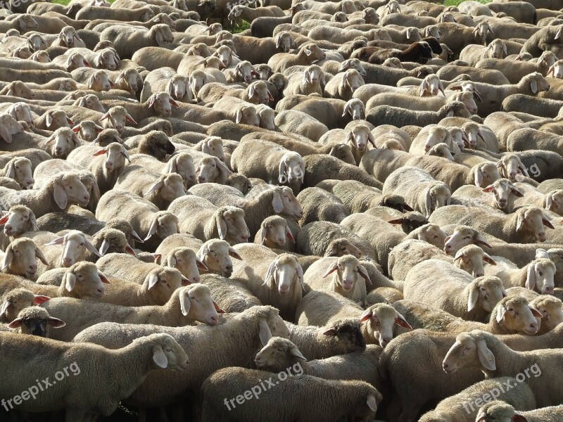 Flock Of Sheep Schäfer Schäfchen Sheep's Wool Animals