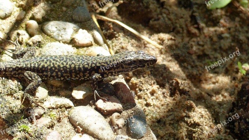 Animal Garden Lizard Close Up Nature