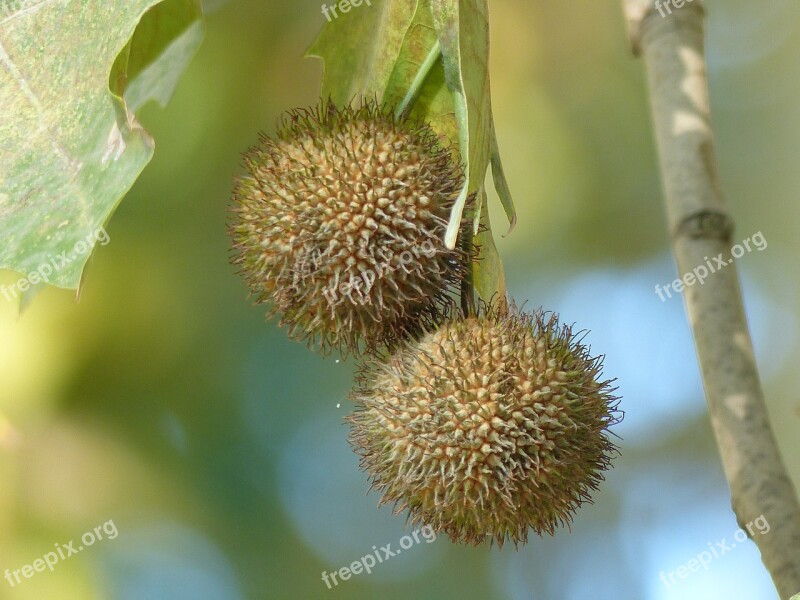 Tree Fall Fruit Garden Plant