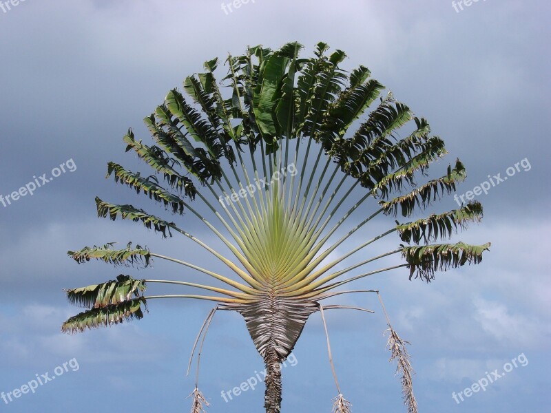 Tree Traveler Plant Ravenala Palm