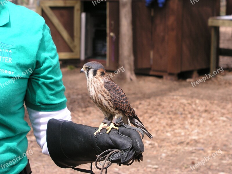 Bird American Kestrel Sparrow Hawk Wildlife