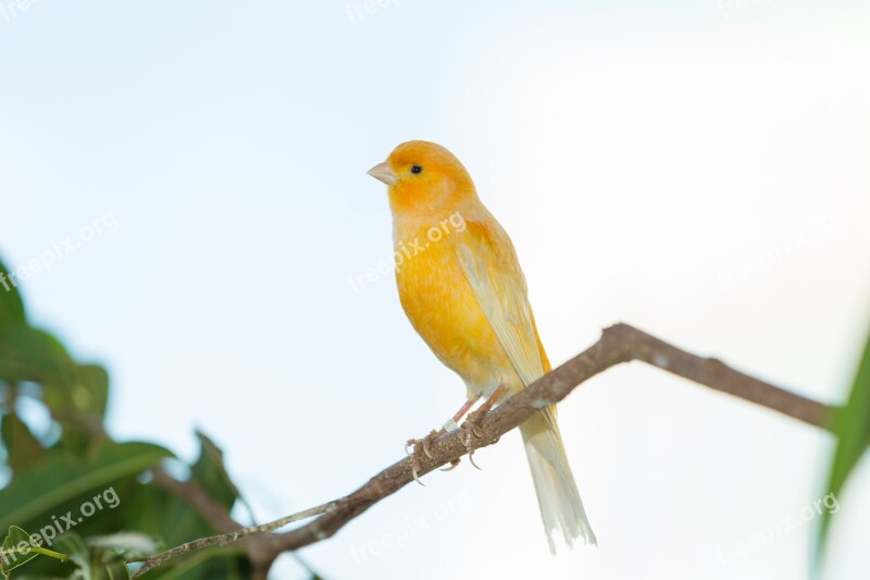 Yellow Finch Finch Bird Yellow Creature Two Golden