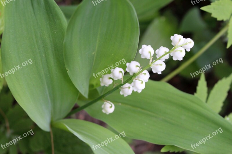 Plants Flower Lily Of The Valley One Sprig