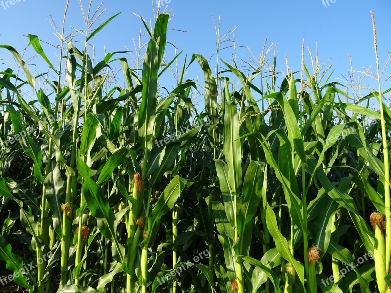 Cornfield Nature Agriculture Corn Corn Plants