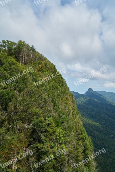 Mountain Tree Taylor Forest Nature