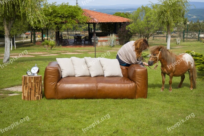 Armchair Horse Furniture Decorative Architecture