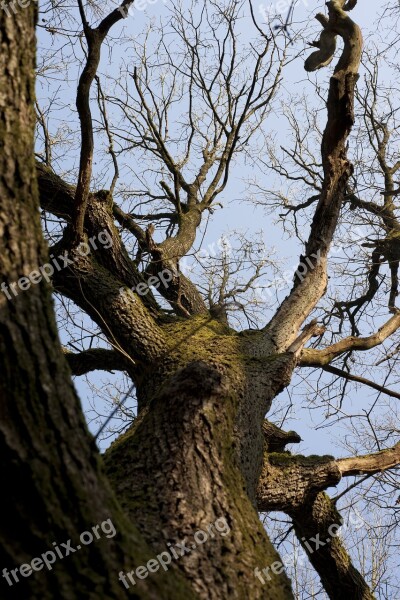 Forest Wood Nature Landscape Forests