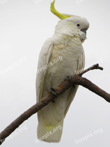 Sulphur-crested Cockatoos Cacatua Galerita Fauna Birds Avian