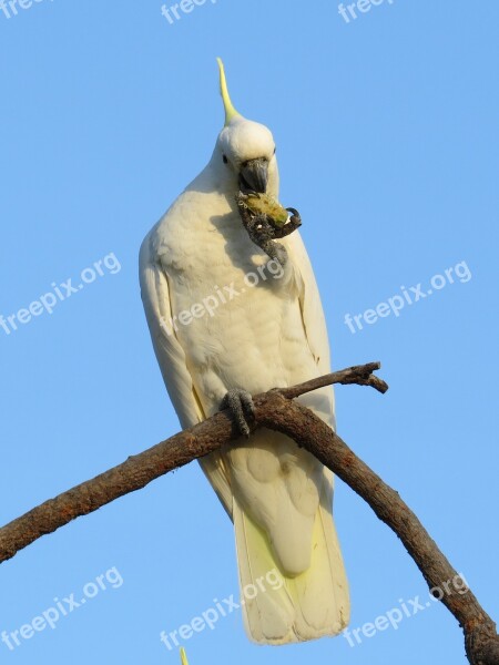 Sulphur-crested Cockatoos Cacatua Galerita Fauna Birds Avian