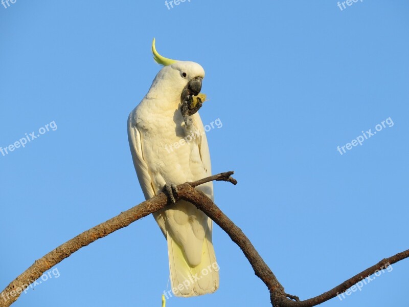 Sulphur-crested Cockatoos Cacatua Galerita Fauna Birds Avian