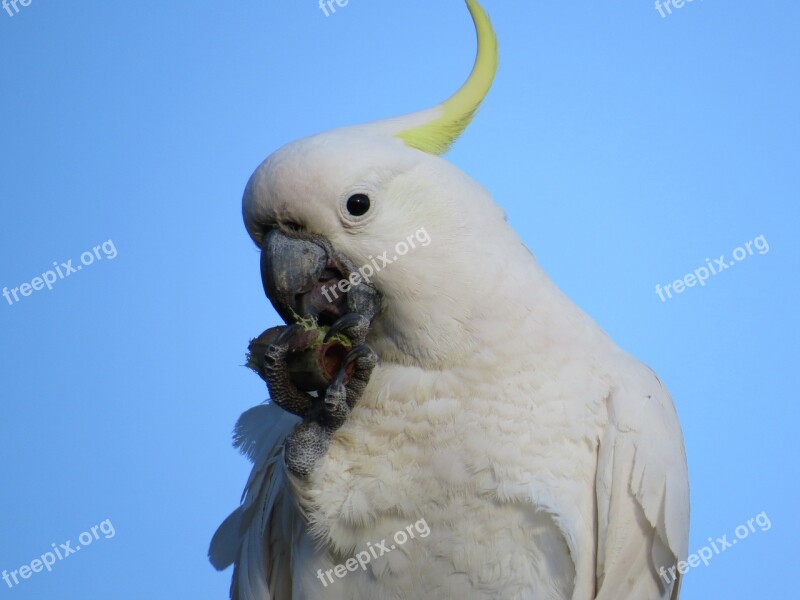 Sulphur-crested Cockatoos Cacatua Galerita Fauna Birds Avian