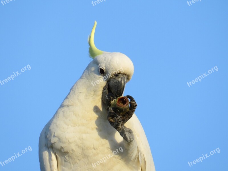 Sulphur-crested Cockatoos Cacatua Galerita Fauna Birds Avian