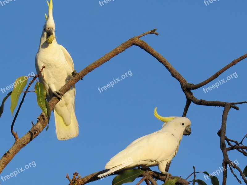 Sulphur-crested Cockatoos Cacatua Galerita Fauna Birds Avian