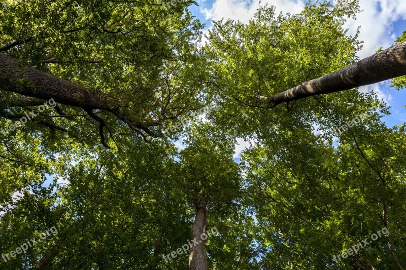 Forest Tree Summer Nature Leaves