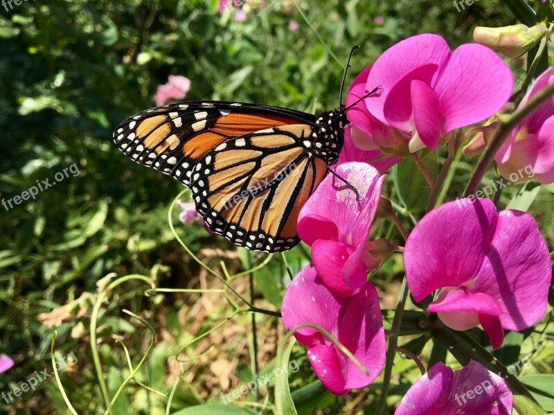 Butterfly Flower Sweet Pea Free Photos