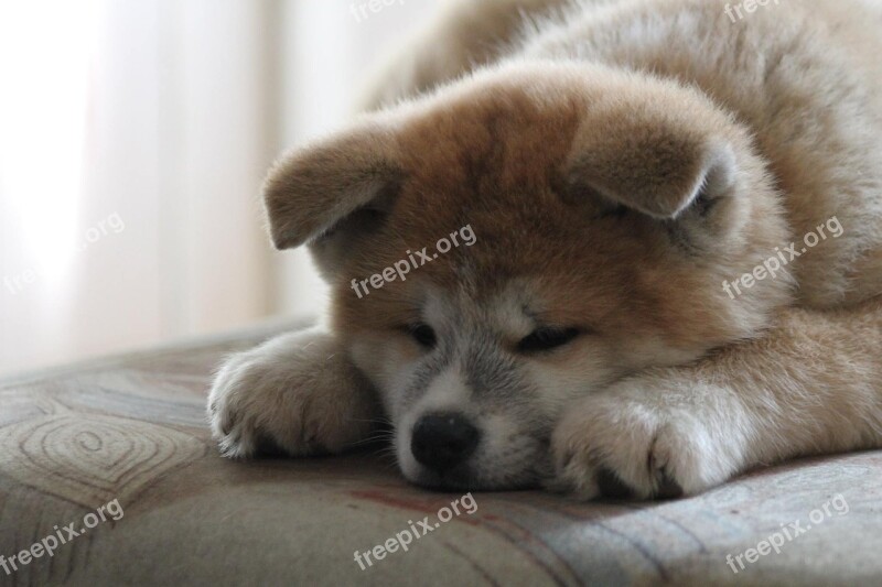 Akita Akita Inu Puppy Japanese Akita Red Dog