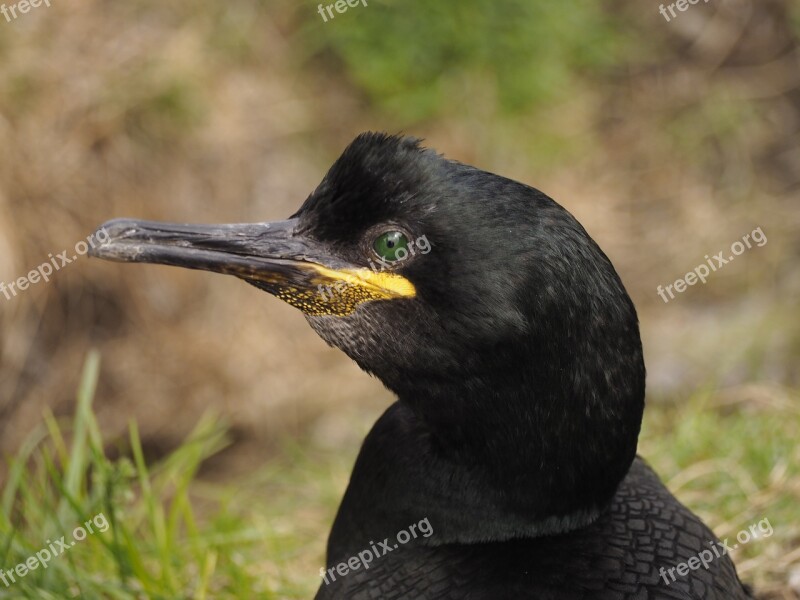 Cormorant Bird Portrait Water Bird Nature