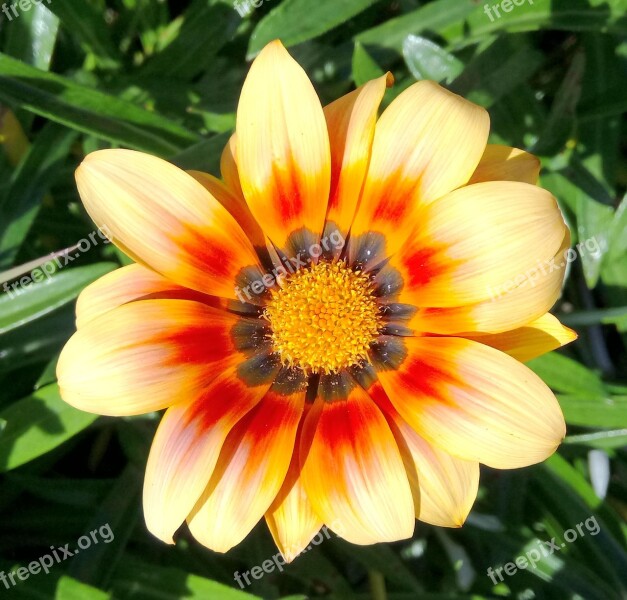 Gazania Flower Yellow Orange Nature