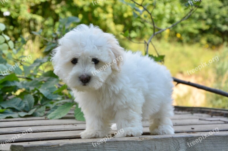 Puppy Pup Female Domestic Animal Dog