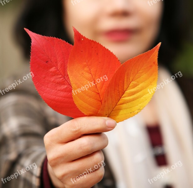 Leaves Autumn Autumn Leaves The Leaves Nature