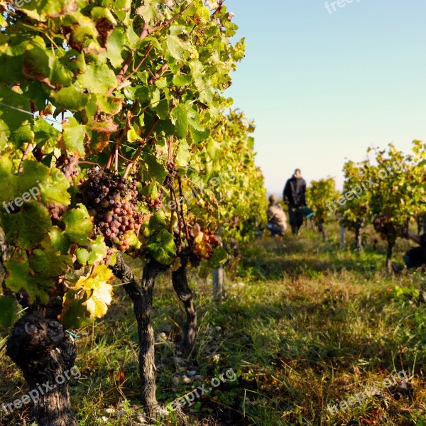 Vine Harvest Cérons Bordeaux Aqutaine