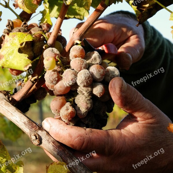 Grape Hands Vintage Cérons Bordeaux