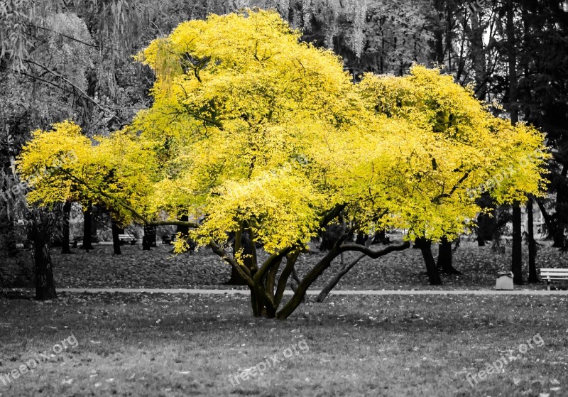 Autumn Tree Nature Park Yellow Leaves