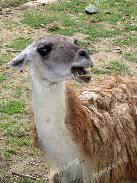 Lama Camelid Anger Lama Glama Animal