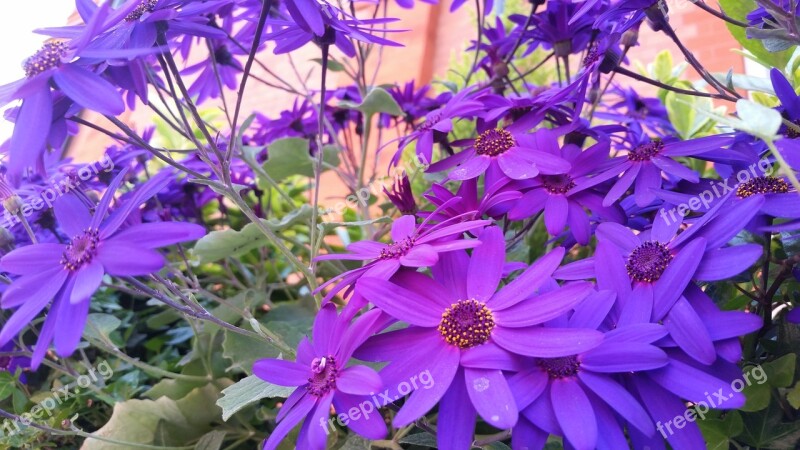 Purple Flowers Purple Petals Outdoors Summer Flora