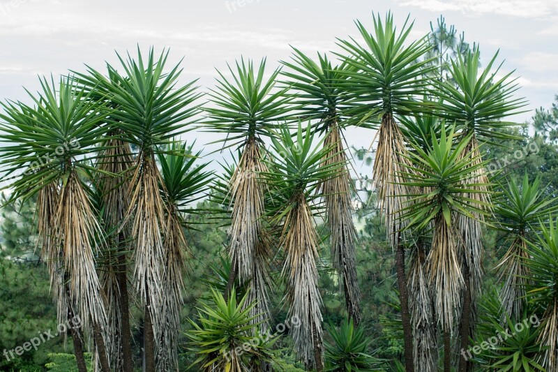 Palms Tropical Mountains Guatemala Free Photos