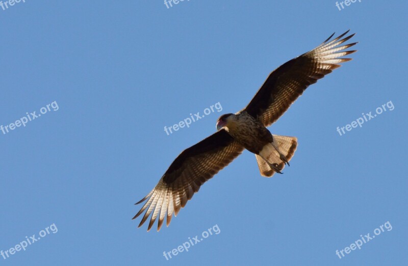 Carancho Ave Nature Bird In Flight Bird