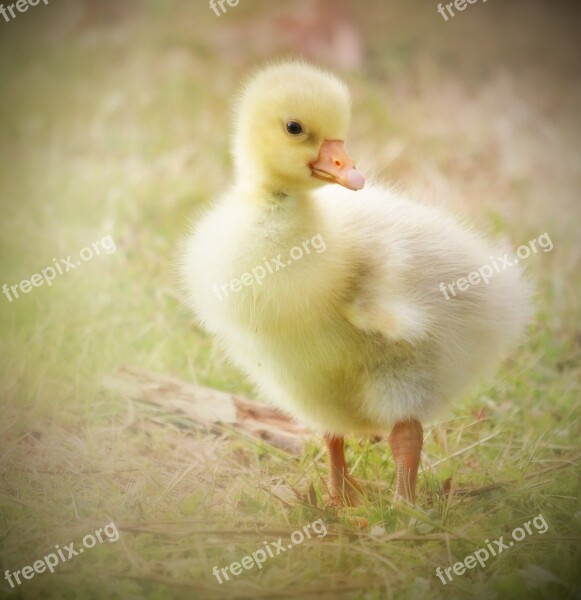 Gosling Baby Goose Yellow Nature Animal