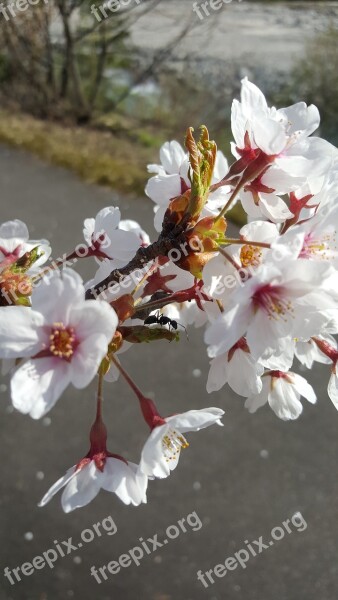 Cherry Blossoms Flower Ma 蟻 櫻 White Flowers Cherry