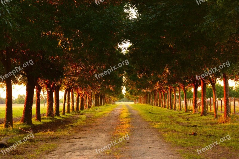 Field Rural Path Trees Landscape