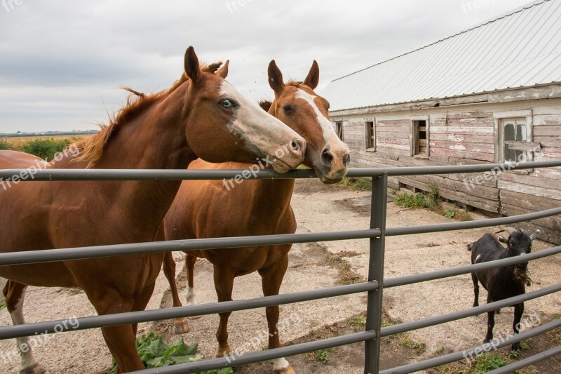 Acreage Live Stock Horses Free Photos