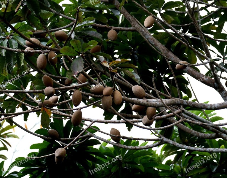 Mamey Fruit Cuba Tree Tropical