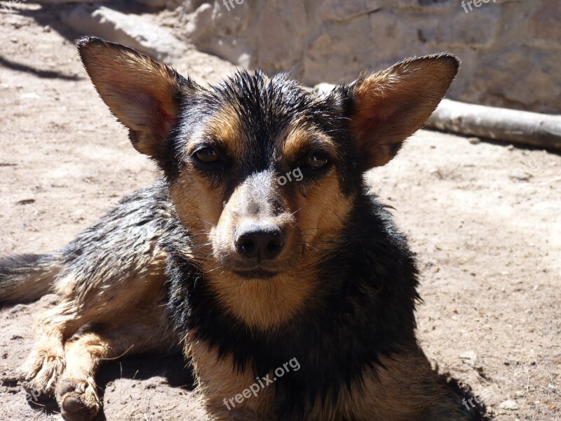 Black Dog Color Black Coffee Playful Free Photos