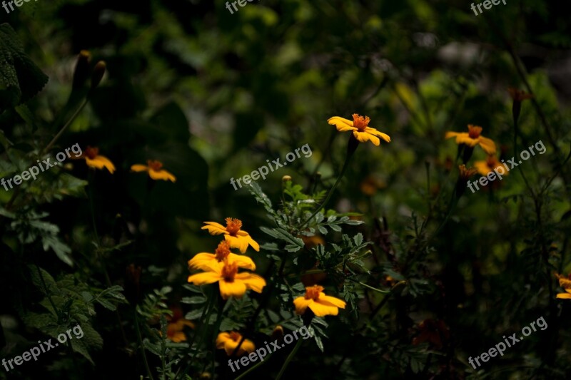 Flower Wild Field Nature Wild Flower