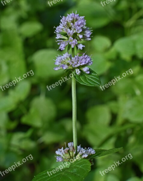 Mint Flower Mint Herb Fragrant Garden