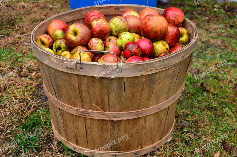 Apple Food Cider Apple Pressing Fruit