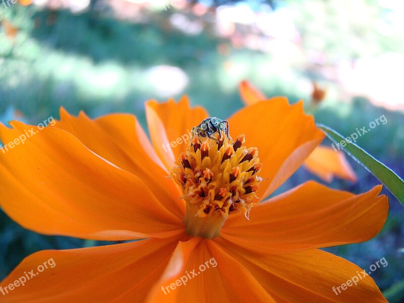 Flower Rapier Bee Free Photos