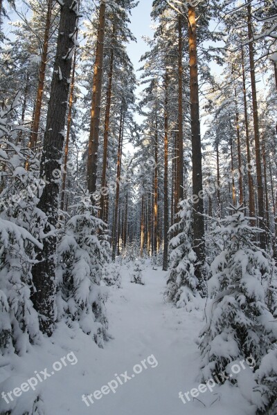 Winter Forest Snow White Nature