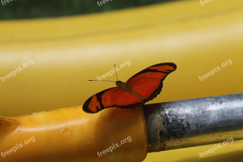 Orange Butterfly Iron Yellow Free Photos