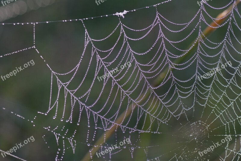 Cobweb Spider Spiderweb Trap Pattern