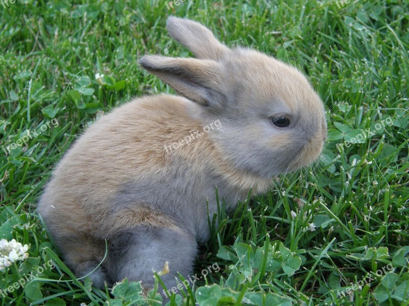 Rabbit Baby Pet Mammal Dwarf Rabbit